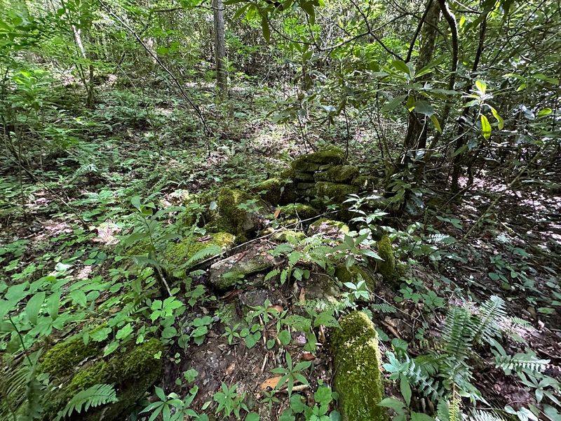 Wildlife Encounters That Add Excitement To Every Visit