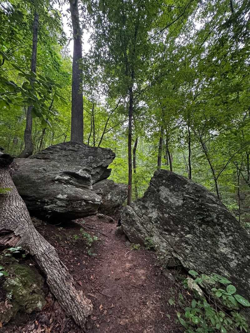Tranquility Trail Through Serene Woodland