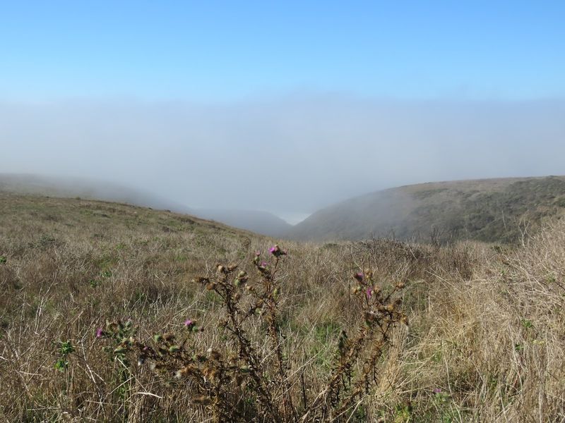 Tomales Point Trail, Point Reyes National Seashore, Inverness