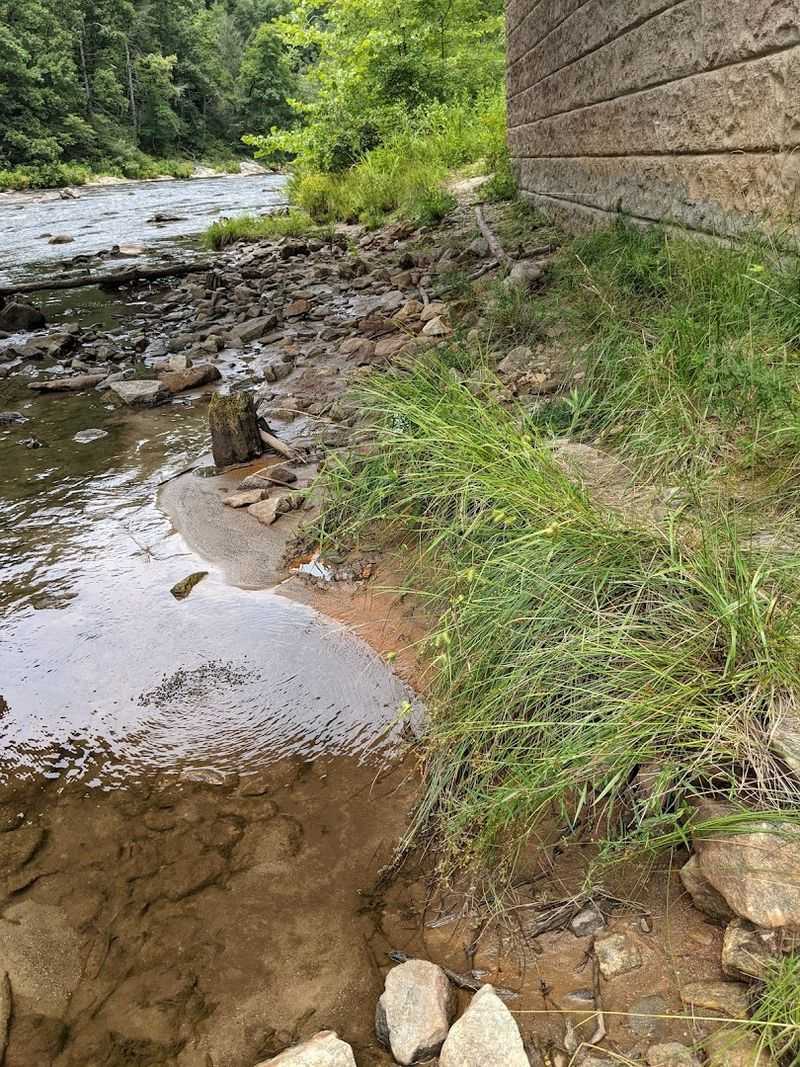Bird Activity Near The River