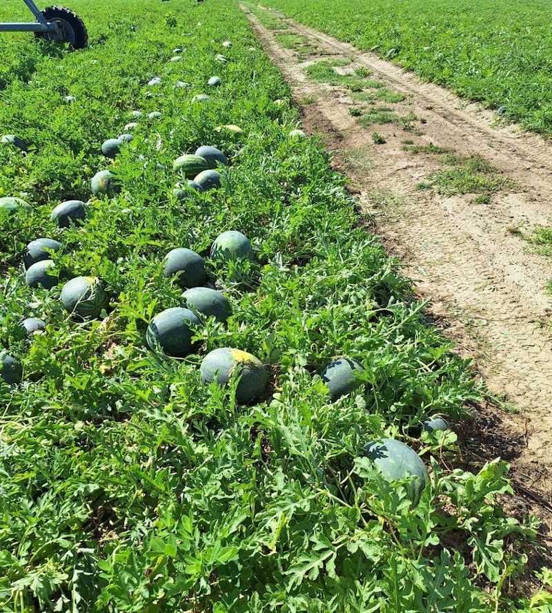 Watermelon Chunking Contest