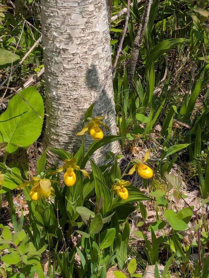Spring Wildflowers Along The Forest Trails