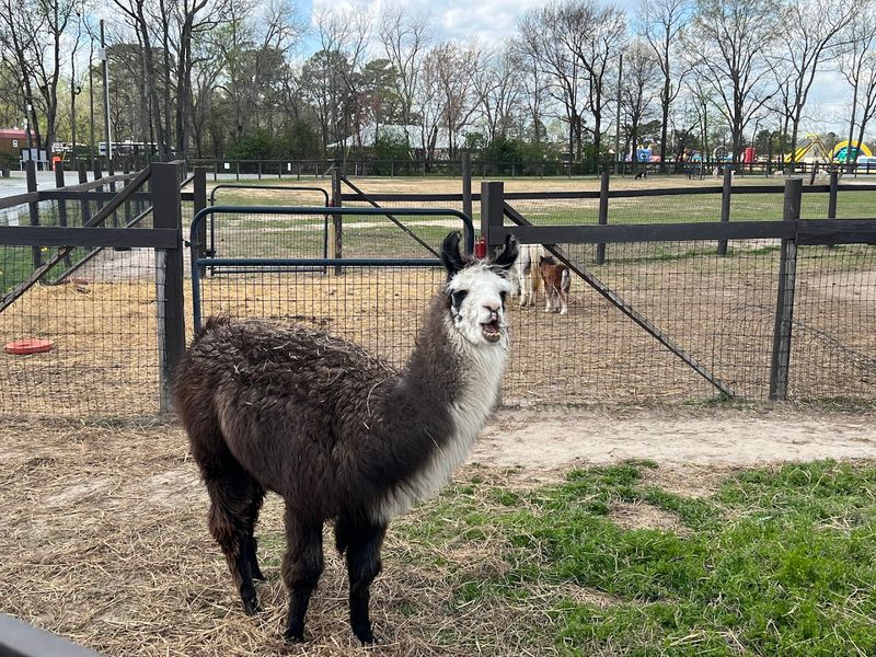 Animal Meet And Greets On The Farm