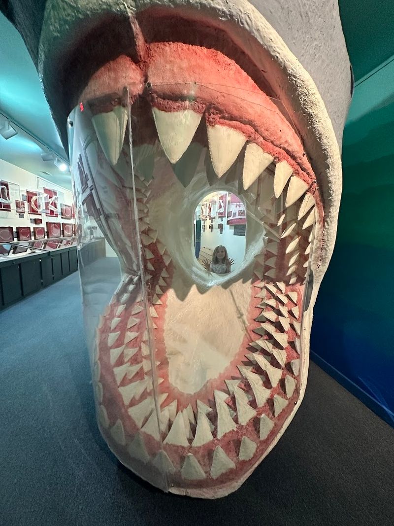 Shark Teeth Hunting Guide