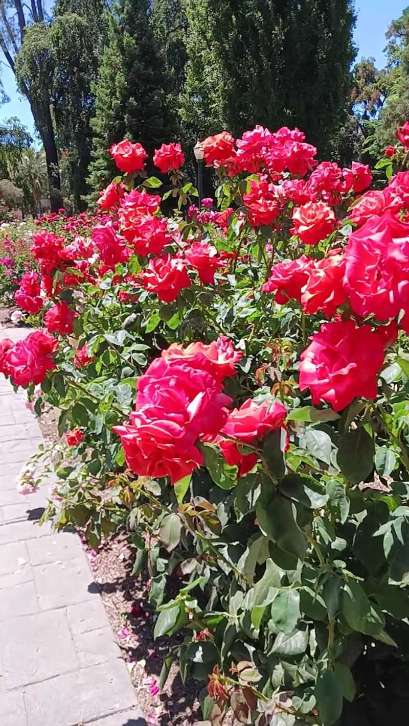 Most People Don't Know About This Stunning 40-Acre Rose Garden In California - Decor Hint The Garden Was Dedicated On A Very Meaningful Date