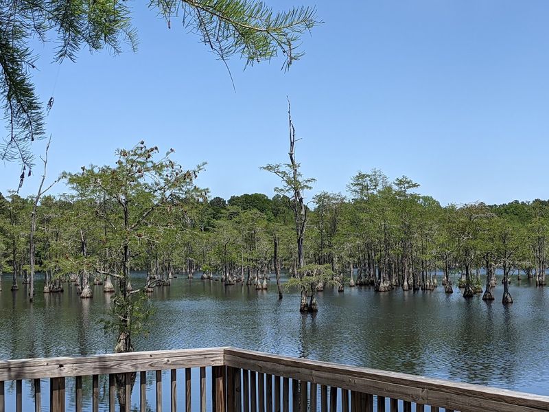 This Georgia Swamp Feels Like A Mirror-Covered Cypress Escape - Decor Hint Stunning Photography Opportunities