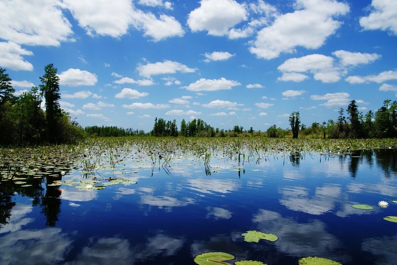 The Okefenokee Swamp Is One of Nature's Most Extraordinary Landscapes