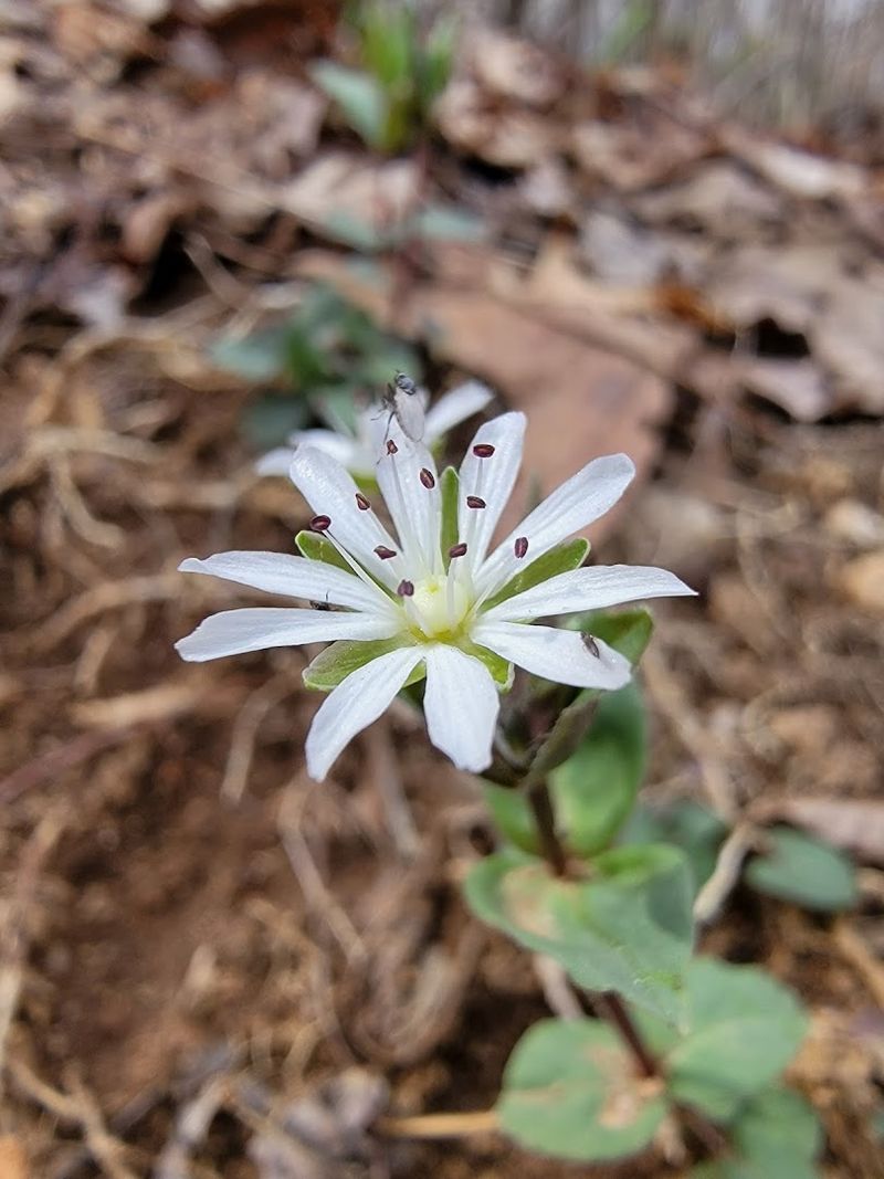 Wildflower Blooms That Transform The Trail Each Spring