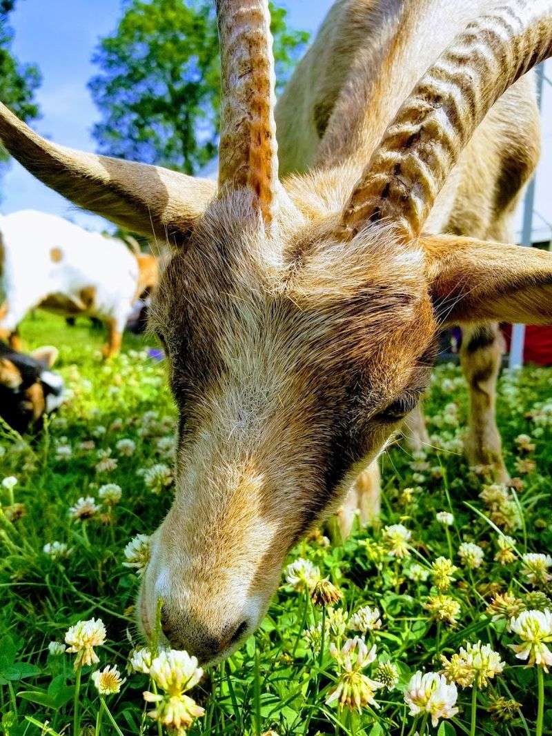 Meet The Furry Friends At Aussakita Acres