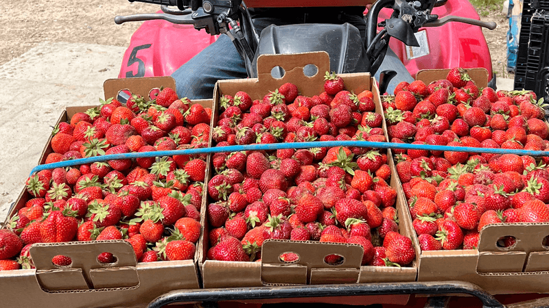 Strawberry Season Timing