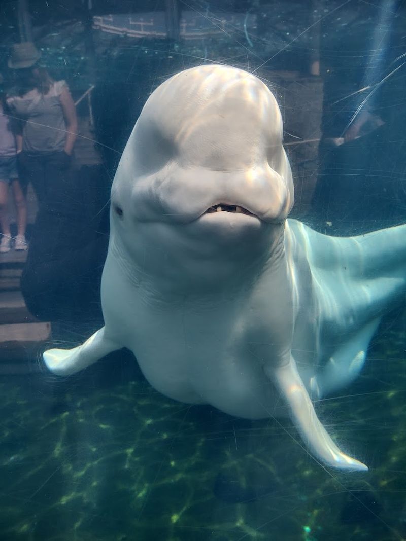 10 Unexpected Things To Do In Connecticut That Surprise Even Lifelong Residents - Decor Hint Mystic Aquarium, Mystic