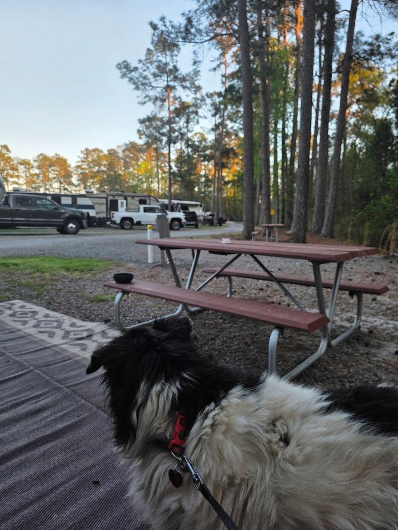 This List Of 16 Georgia Campgrounds Comes With Incredible Coastal Scenery - Decor Hint St. Simons Island KOA Holiday