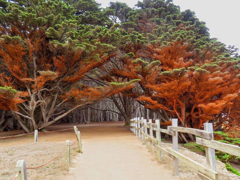 Dogs Are Not Allowed On The Trail Or Beach