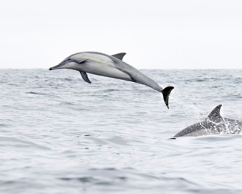 Dolphins Are A Reliable Year-Round Highlight