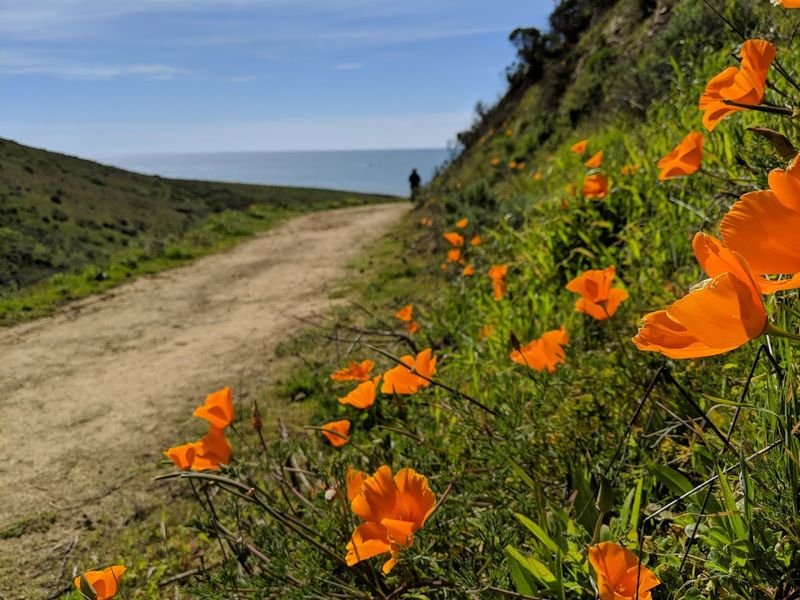 Beautiful Spring Wildflowers