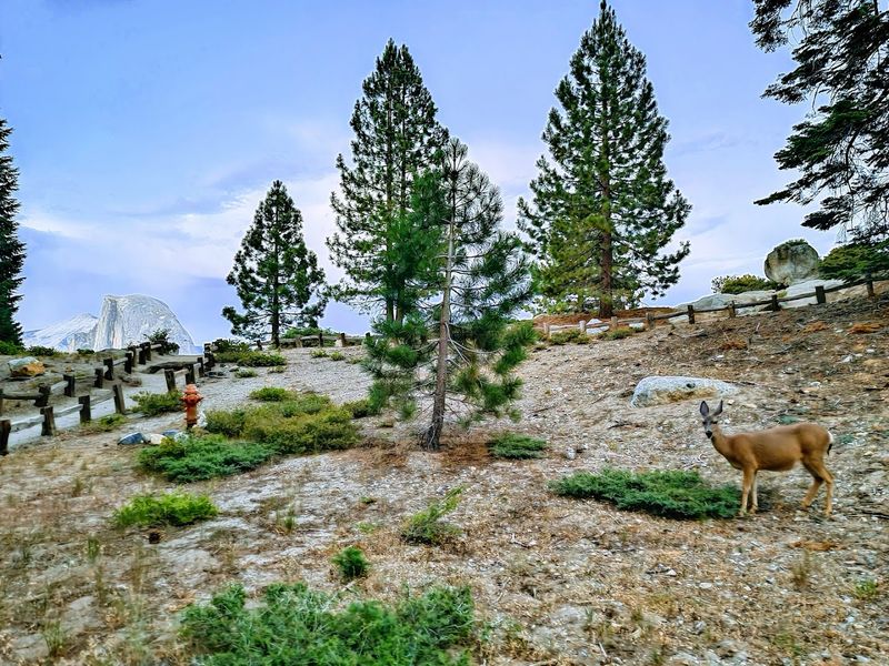 Theodore Roosevelt Walked Here In 1903