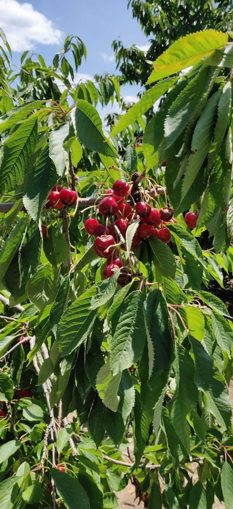 Cherry Connection At Edmondson Orchards