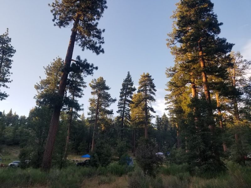 Barton Flats Campground, San Bernardino National Forest