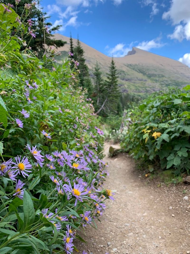 Iceberg Lake Trail