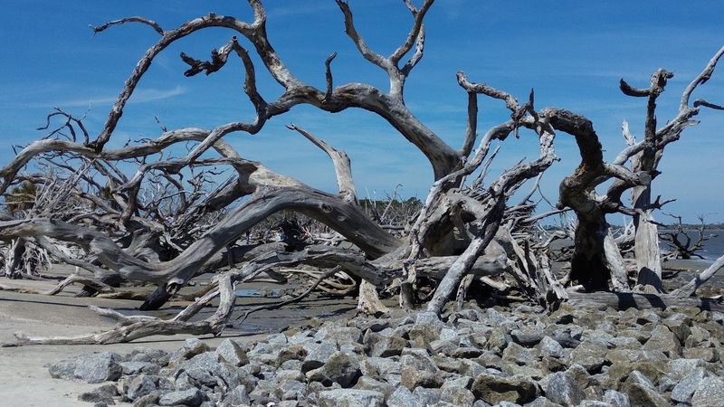Relax on Driftwood Beach at Jekyll Island
