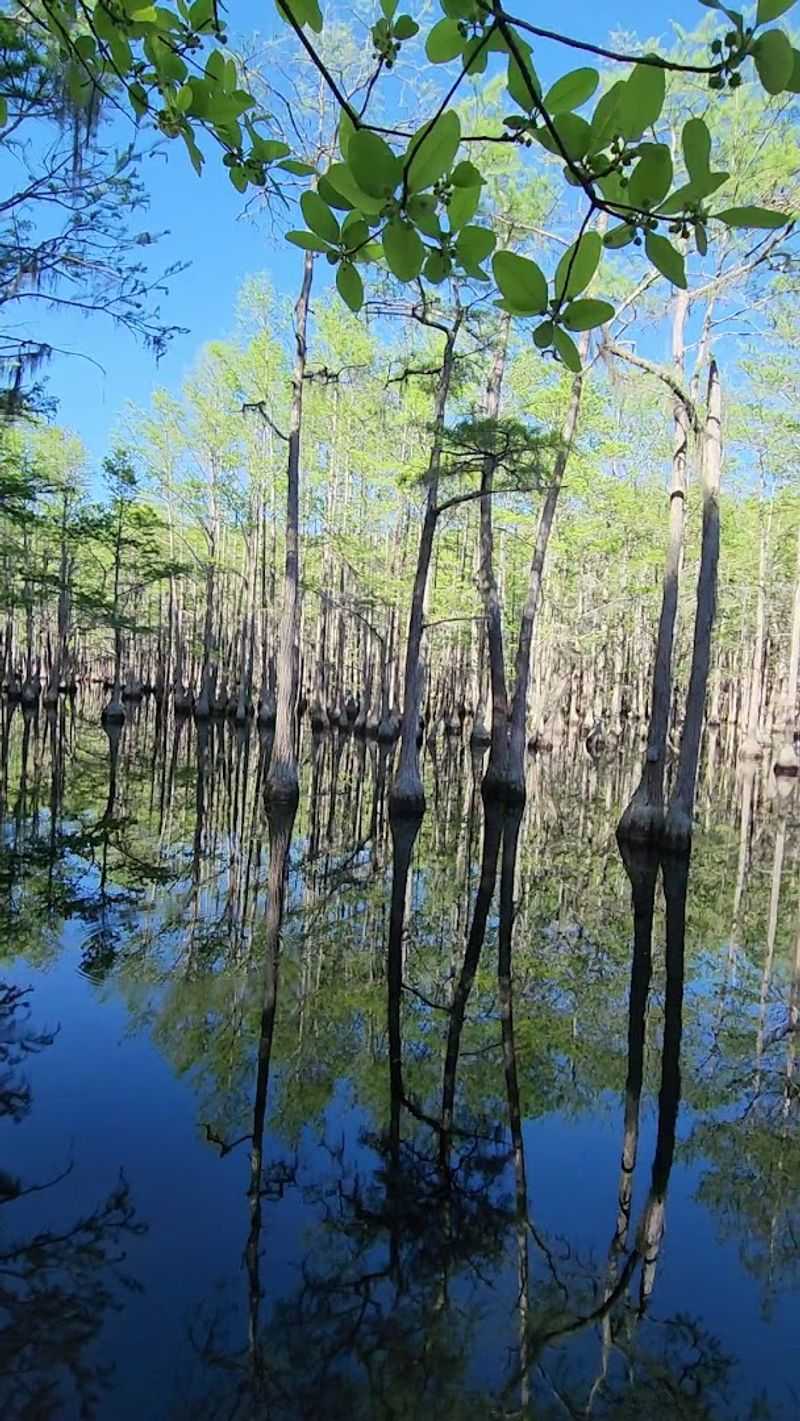 This Georgia Swamp Feels Like A Mirror-Covered Cypress Escape - Decor Hint Scenic 412-Acre Mill Pond
