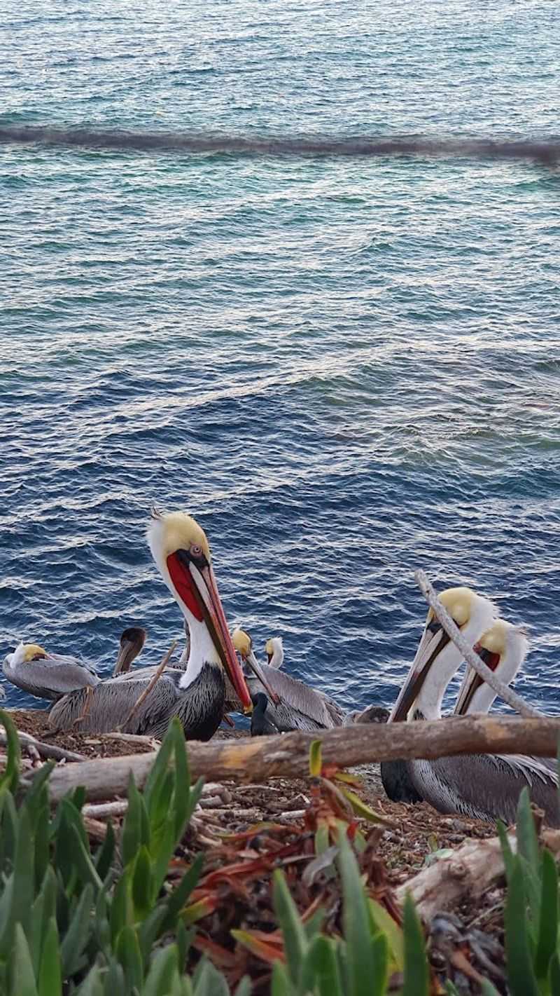 Wildlife Shows Up in Ways That Are Hard to Predict