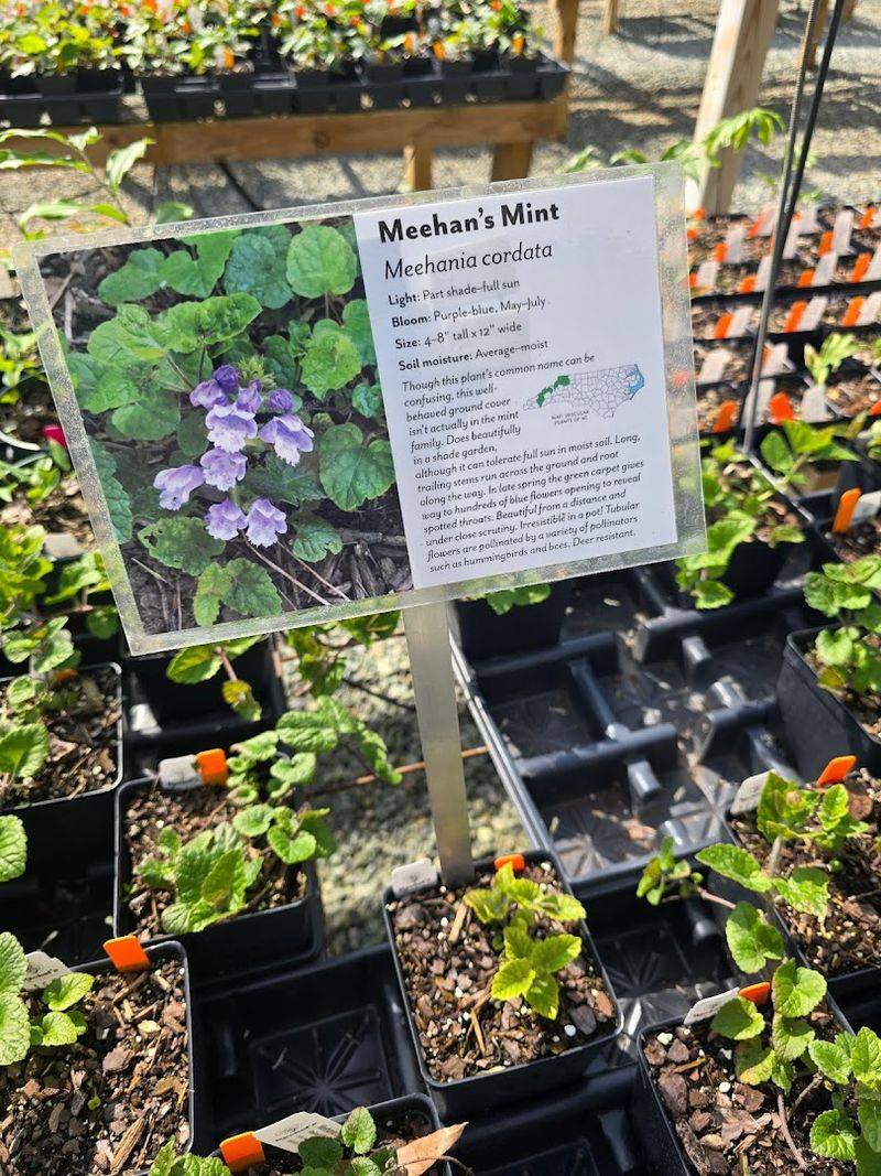 Searchable Native Plant Library