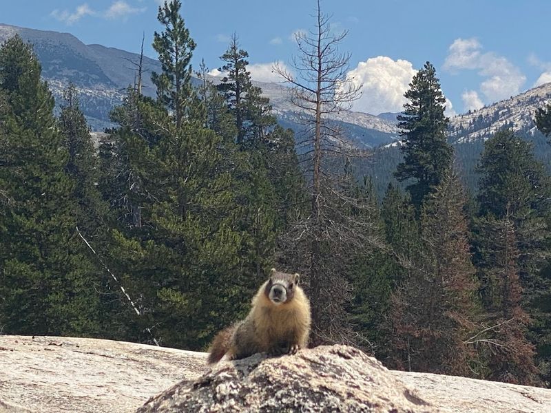 Wildlife Along The Trail