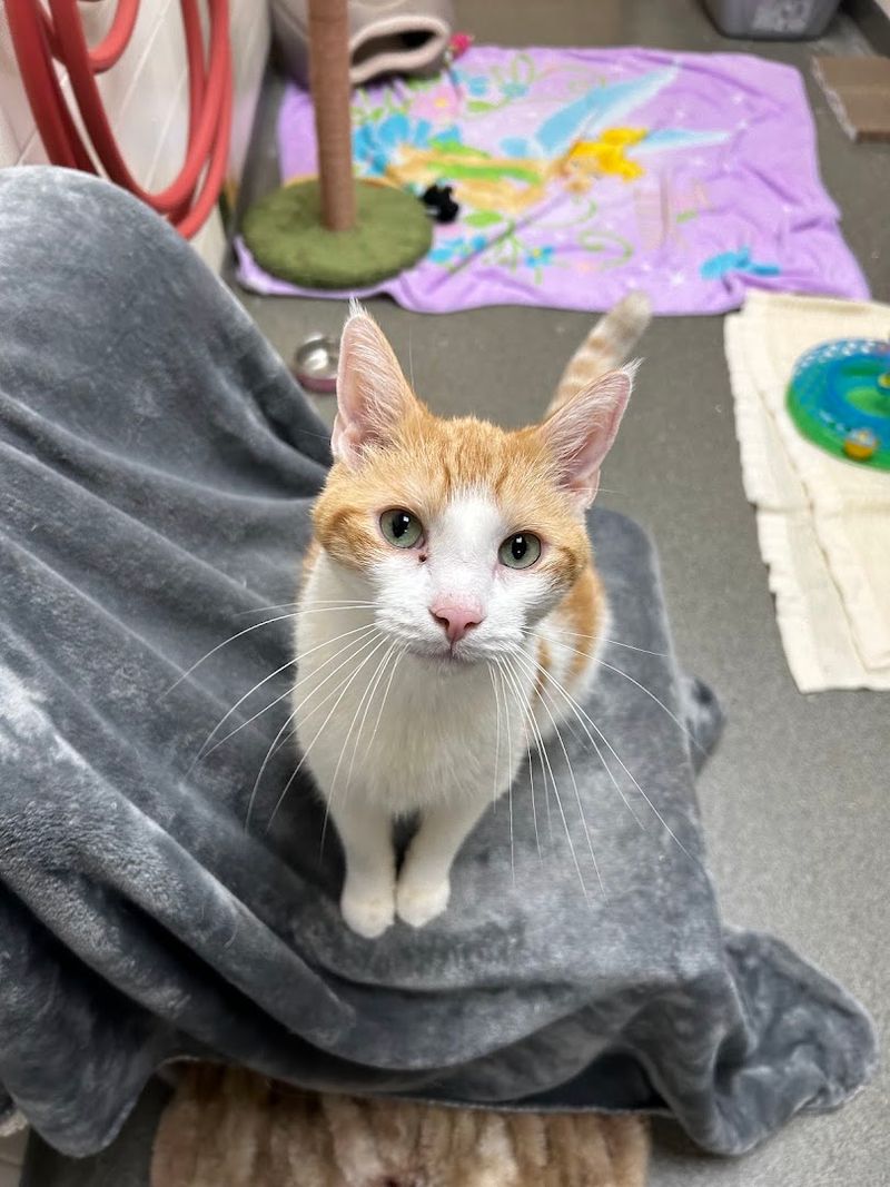 Meet The Animals Waiting For A Home
