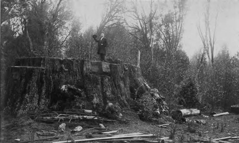 A Lumber Town With Real Roots