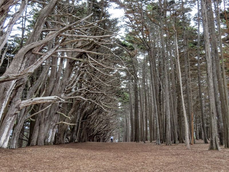 The Trees Were Planted Deliberately More Than A Century Ago