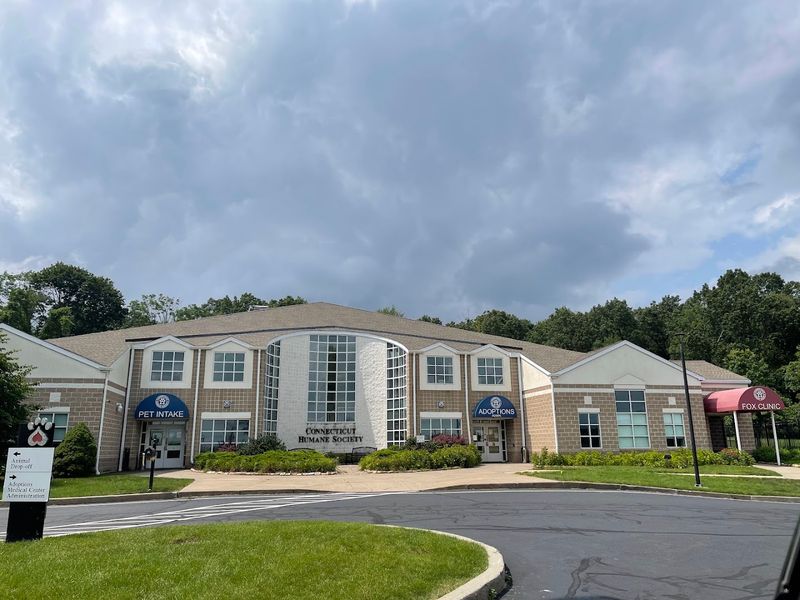Volunteer Opportunities At Connecticut Humane Society