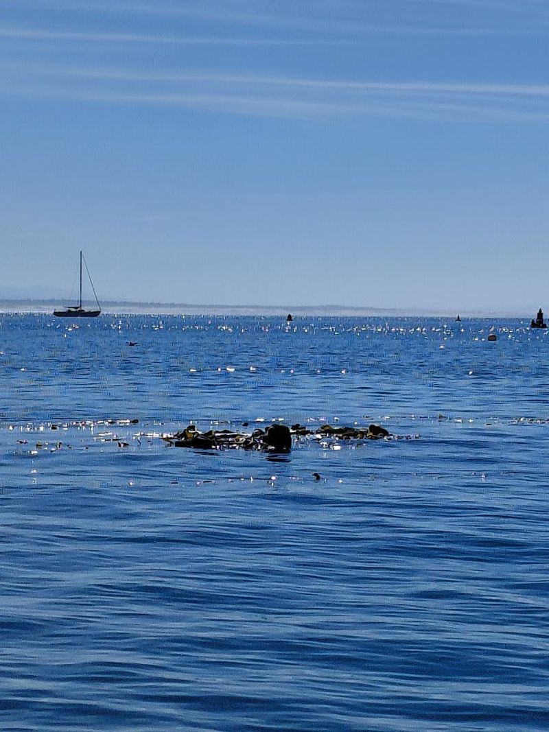 Gray Whale Migration Wraps Up Through Early April