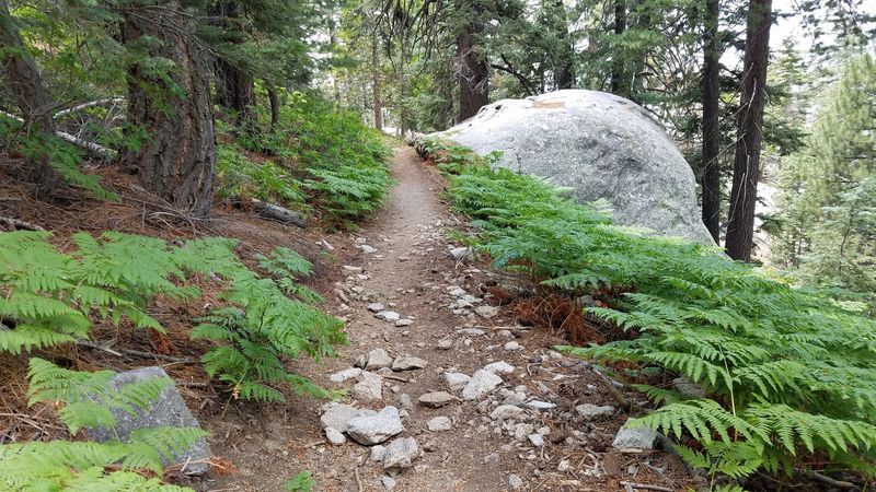 Marion Mountain Campground, San Bernardino National Forest