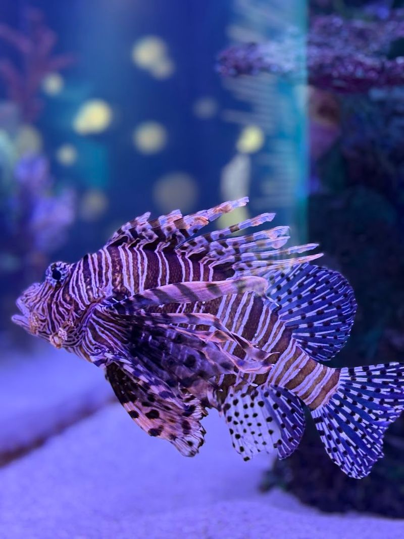Get Up Close With Fascinating Marine Life
