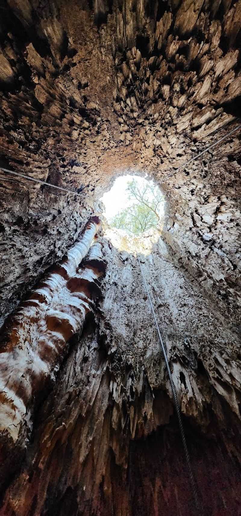 The Talking Tree Experience