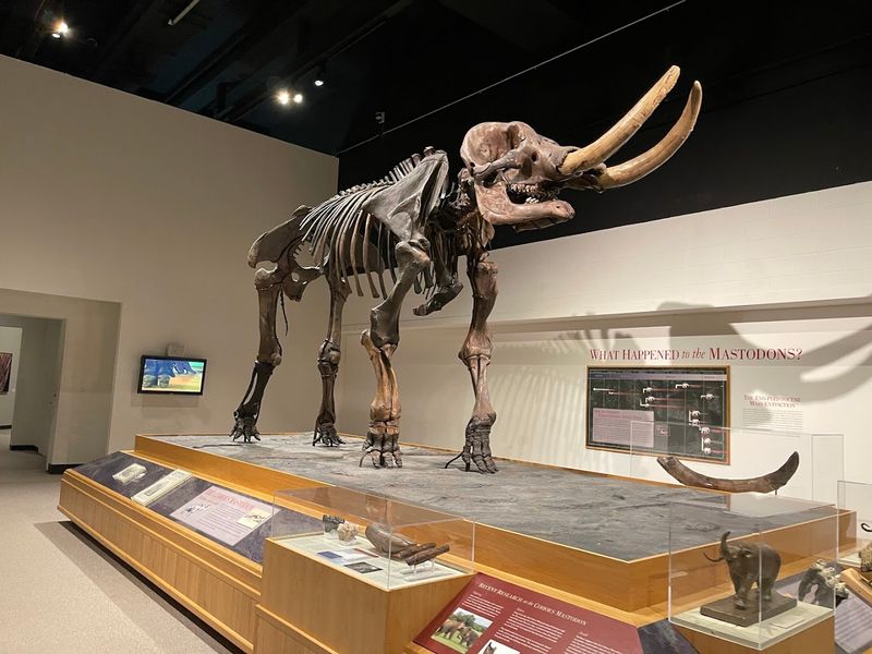 Reasons This New York Museum Deserves Way More Of Your Time Than You Planned To Give It - Decor Hint The Natural History Collection