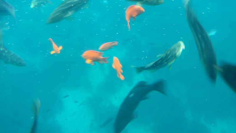 This Rocky Cove With A Tiny, Narrow Beach Is A Popular Snorkeling And Diving Destination - Decor Hint The Snorkeling And Diving Reputation Is Absolutely Real