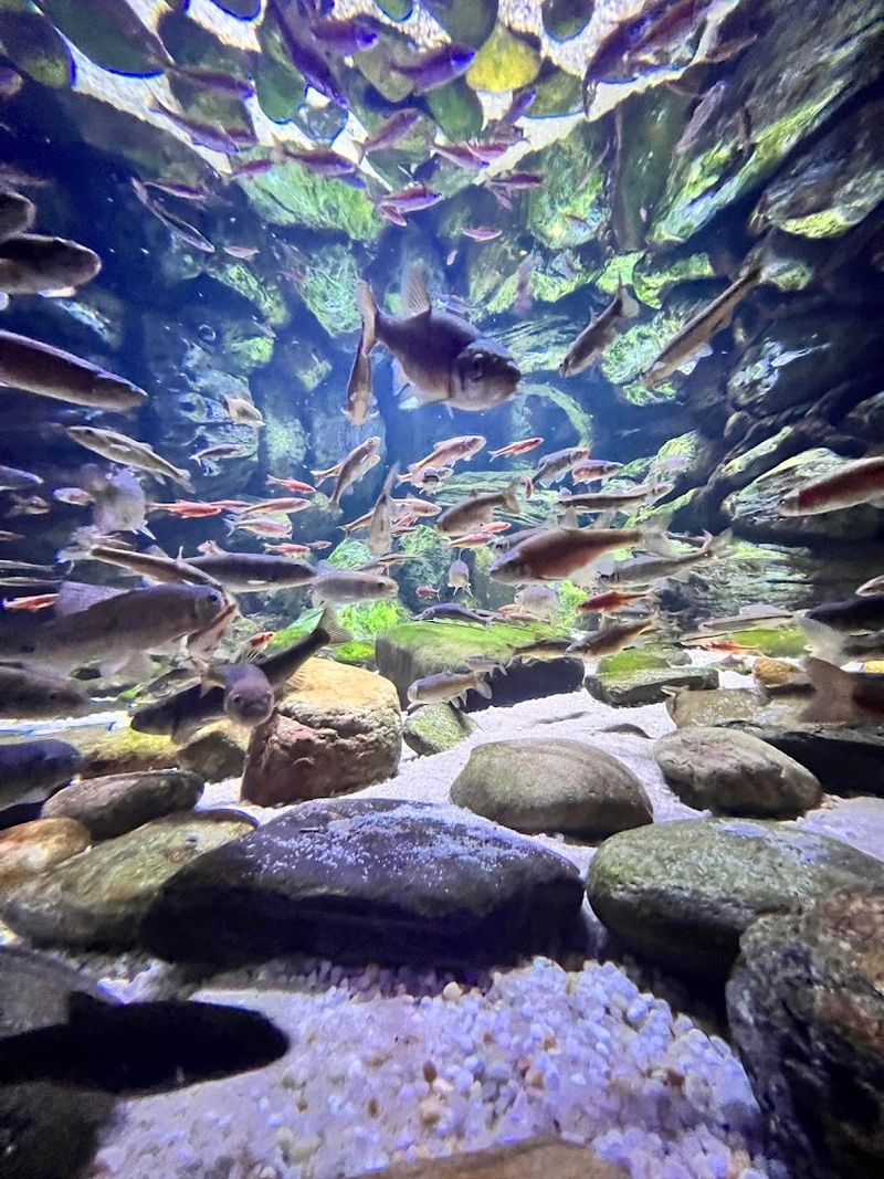North Carolina Aquarium At Pine Knoll Shores