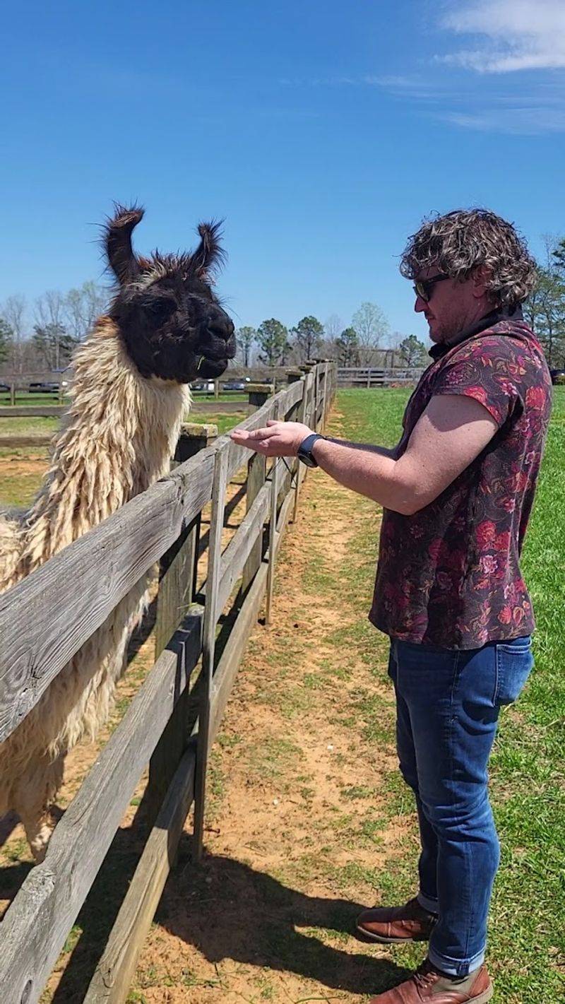 Divine Llama Vineyards & Farm