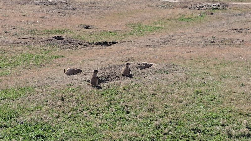 Prairie Dog Town
