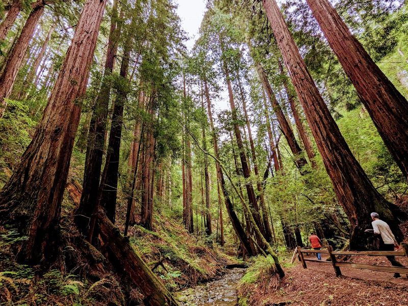 Mount Tamalpais State Park, Marin County