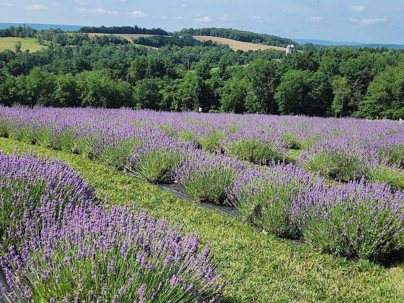 July - Hope Hill Lavender Farm, Pottsville