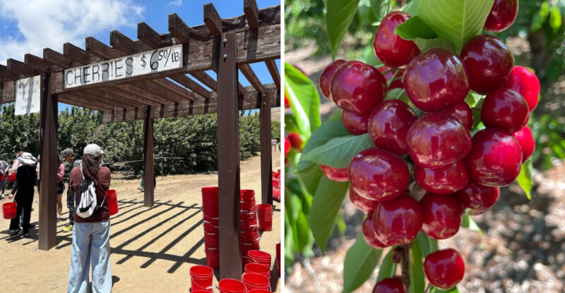 Just Outside Los Angeles, This California Farm Lets You Pick Sweet Cherries Straight From The Tree