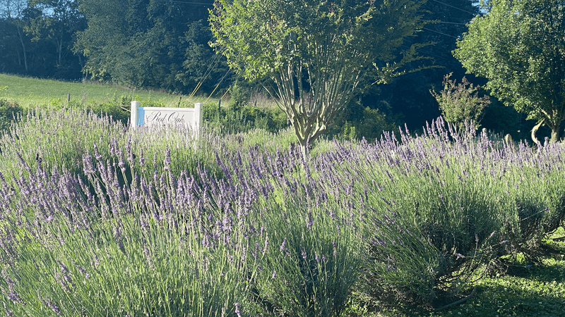Red Oak Lavender Farm