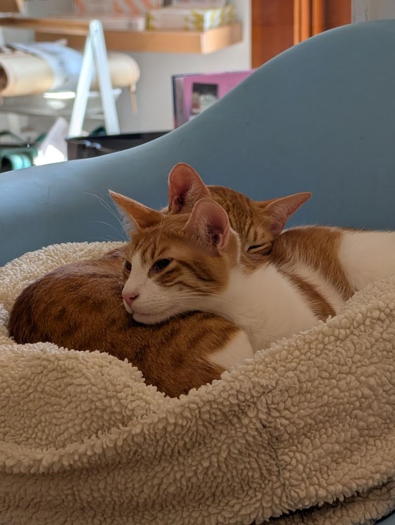 Over 490 Cats Have Been Adopted Through KitTea