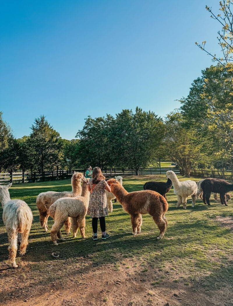 Farm And Fleece Alpaca Ranch, Concord