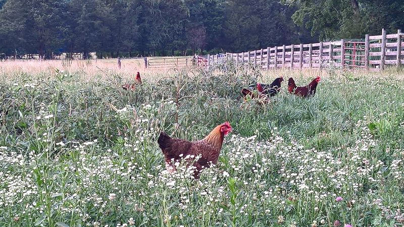 North Carolina Farms Where Egg Collecting Feels Like An Adventure - Decor Hint Minka Farm, Efland