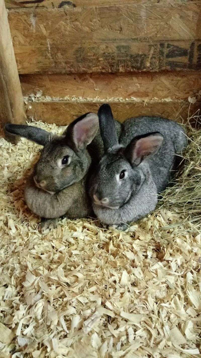 Perfect For Animal Lovers Of All Ages