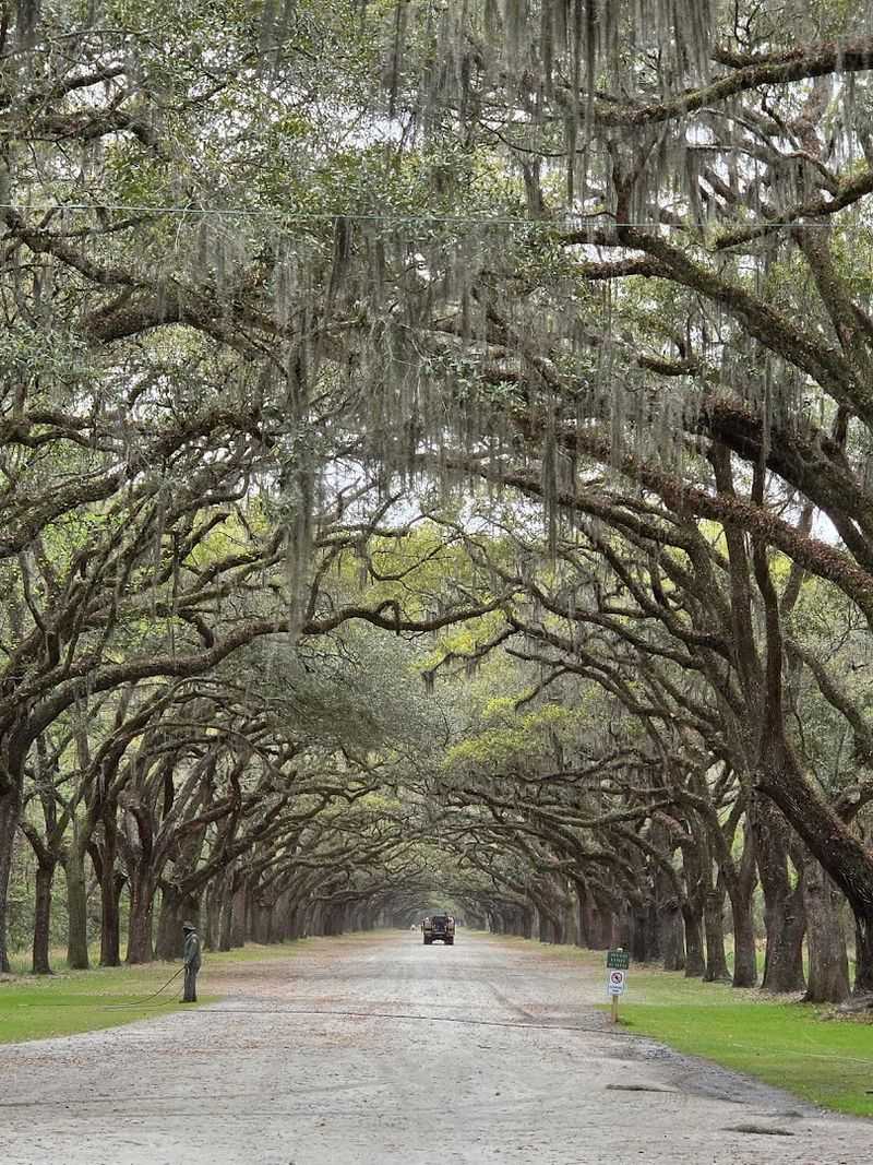 13 Historic Plantations In Georgia That'll Transport You To Another Time - Decor Hint Wormsloe Historic Site